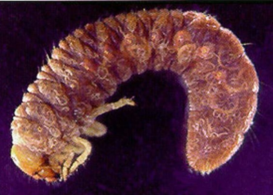 Engerling, parasitiert von Nematoden (© e-nema)